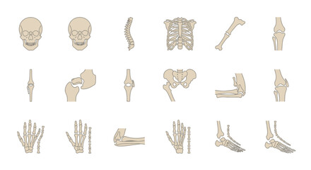 Human Skeletal System - Anatomical Bone Structure Illustration.