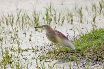 Paddyreiher beim Fischfang im Ranthambhore Nationalpark, Indien