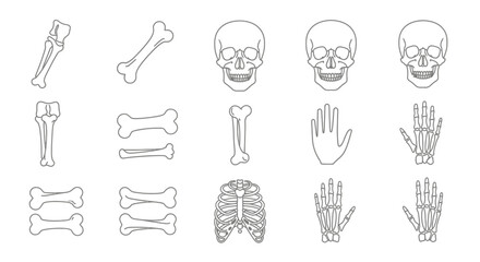 Human Skeleton Anatomy - Skull, Bones, Rib Cage, and Hand.