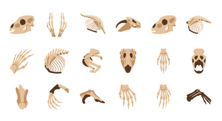 Skeletal Remains - A Collection of Animal Bones and Skulls.