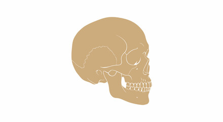 Skull Illustration in Tan on White Background.