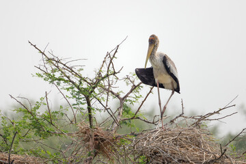 Buntstorch auf einem Baum im Ranthambhore Nationalpark, Indien