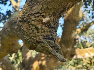 Textured tree bark close-up, revealing intricate natural patterns