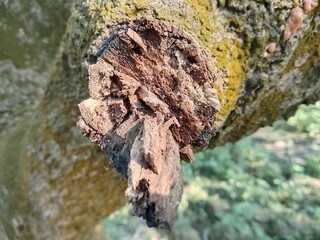 Detailed view of splintered wood on a moss-covered tree trunk texture