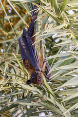 Flughund h&auml;ngt kopf&uuml;ber an einem Ast