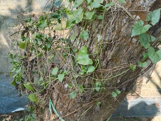 Lush green foliage and dry vines on rugged tree bark texture