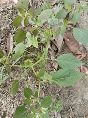 Fresh green groundcherry plant with unripe fruit growing in soil