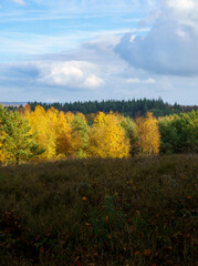 Fototapeta premium The Kwintelooyen nature reserve in Rhenen is ablaze with beautiful autumn colors, where a strip of bright yellow trees contrasts sharply with the dark foreground and the evergreen forest behind it. 