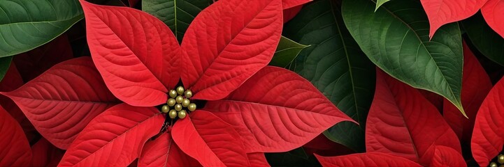 Macro view of a vibrant red poinsettia flower poinsettia with dark green leaves, a classic symbol of Christmas and holiday nature. Conveys warmth, festive color, and holiday tradition. 