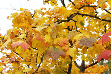 autumn leaves background, autumn leaves in the park