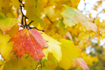 autumn leaves background, autumn leaves in the park