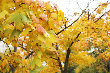 autumn leaves background, autumn leaves in the park