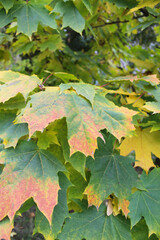 autumn leaves background, autumn leaves in the park