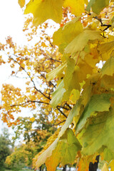 autumn leaves in the park