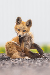 Red fox