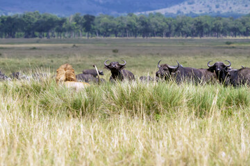 The lion (Panthera leo) a large male with a fair mane and a herd of Kafer buffaloes.