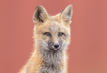 Red fox