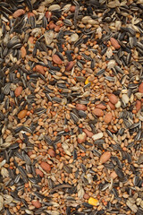 A detailed, full-frame shot of a mixed blend of seeds, including sunflower seeds, peanuts, and various grains, used for feeding birds