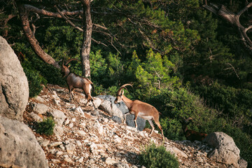 Two wild goats with curved horns climb a rocky forest slope in warm sunlight.