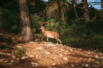 Wild goat with long curved horns climbing a rocky forest slope, surrounded by warm evening light and dense vegetation.