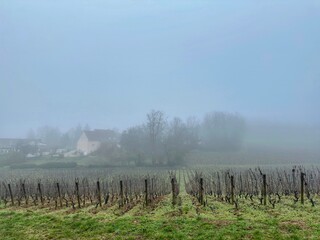 Vignoble Bourguignon dans le brouillard 