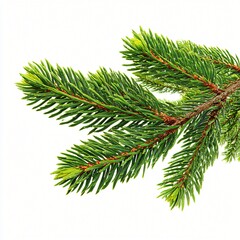 Isolated Pine Branch Christmas Decoration on White background