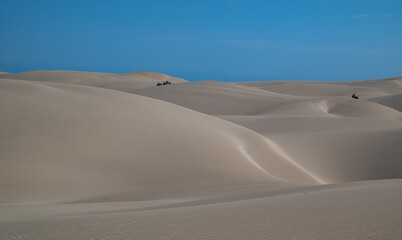 Viana Desert in Boa Vista: golden dunes under a blue sky