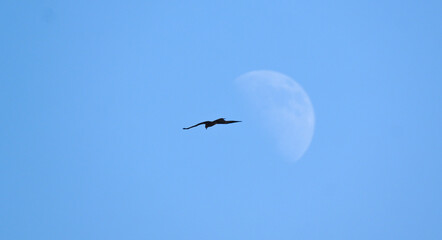 Black Kite (Milvus migrans) in Flight Against Bright Sky – Soaring Black Kite Bird with Moon Visible in Background