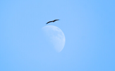 Black Kite (Milvus migrans) in Flight Against Bright Sky – Soaring Black Kite Bird with Moon Visible in Background