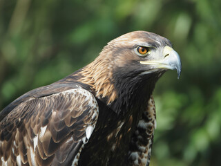 Fototapeta premium Majestic golden eagle portrait, powerful predator with piercing gaze, embodying freedom and strength in nature, perfect for wildlife and conservation projects