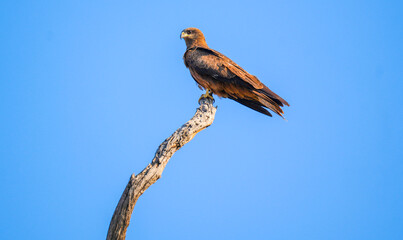 Black Kite (Milvus migrans) Mother Sitting on Dead Dry Tree Top – Perched Black Kite Raptor Resting on Dry Branch in Natural Habitat