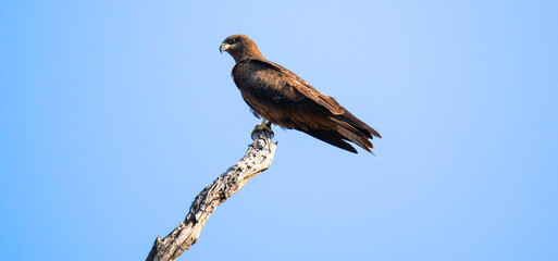 Black Kite (Milvus migrans) Mother Sitting on Dead Dry Tree Top – Perched Black Kite Raptor Resting on Dry Branch in Natural Habitat