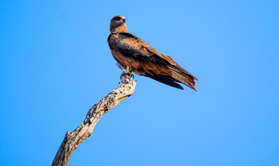 Black Kite (Milvus migrans) Mother Sitting on Dead Dry Tree Top – Perched Black Kite Raptor Resting on Dry Branch in Natural Habitat