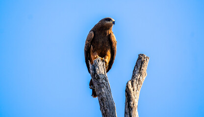 Black Kite (Milvus migrans) Mother Sitting on Dead Dry Tree Top – Perched Black Kite Raptor Resting on Dry Branch in Natural Habitat