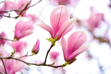 Fototapeta premium Close-up of Blooming Pink Magnolia Flowers on Branch