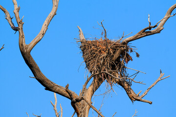 Large Raptor Bird Nest in Bare Tree Branches – Massive Nest of Bald Eagle or Osprey Built on Leafless Tree Top