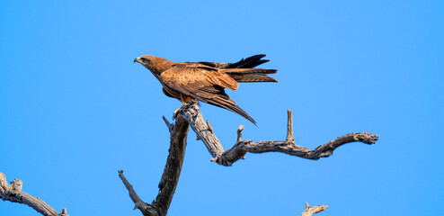 Black Kite (Milvus migrans) Mother Sitting on Dead Dry Tree Top – Perched Black Kite Raptor Resting on Dry Branch in Natural Habitat