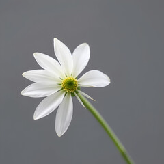 Close-up of a single white flower on a gray background. the flower is in full bloom, with its petals spread out in a fan-like shape. the petals are delicate and have a soft, velvety texture.