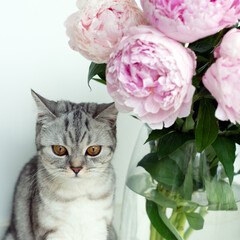 Gray British cat resting next to a bouquet of pink peonies