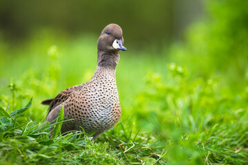 Yellow-billed pintail duck in the greenery - France