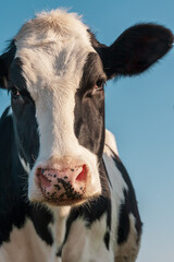 Vertical portrait of Holstein cow looking straight - France