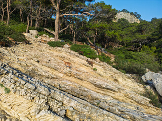 Aerial view of wild goats moving across a steep rocky slope surrounded by pine forest. Natural wildlife scene with warm tones and textured landscape.