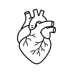 Anatomical heart illustration for medical design, perfect for presentations and educational materials, health awareness campaigns and diagrams for cardiologists