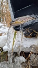 brown trout is a widely distributed salmonid fish found in cold, well-oxygenated rivers, streams, and lakes across Europe and beyond. It has a streamlined body with brown-gold coloration and distincti