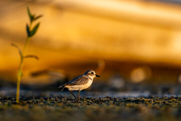 Lesser Sand Plover, Anarhynchus mongolus, Barr Al Hikman, Oman