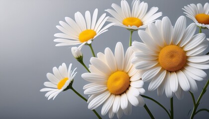 Obraz premium Delicate Daisy Illustrations With Cheerful Yellow Centers Set Against A Clean Background