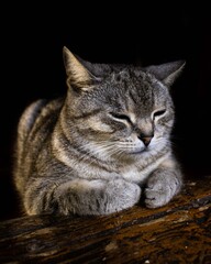 Close-up of a British Shorthair cat lying on an old wooden surface. The animal looks calm and relaxed. The black background highlights the texture of the cat's fur and whiskers.