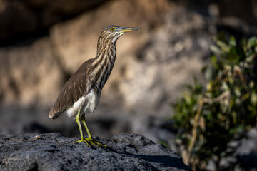 Indian Pond Heron, Ardeola grayii, Barr Al Hikman, Oman