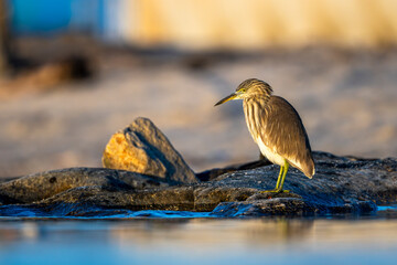 Indian Pond Heron, Ardeola grayii, Barr Al Hikman, Oman