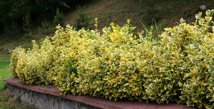 The ornamental shrub Euonymus fortunei grows in the garden